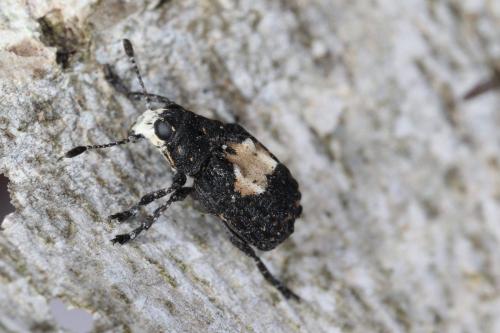 Gonotropis dorsalis